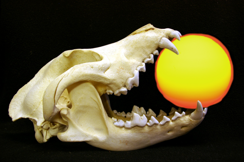 File:The wolf in half.png